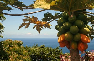 Keauhou Hideaway Papaya Trees